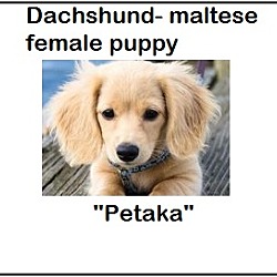 Thumbnail photo of Petunia (in adoption process) #3