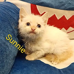 Photo of Sunnie