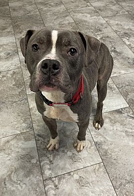 Rochester, IN - American Pit Bull Terrier. Meet AUSTIN ~ Sponsored ...