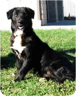 white flat coated retriever