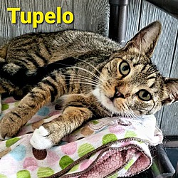 Photo of Tupelo
