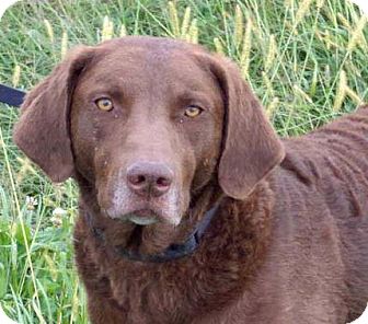 West Richland, WA - Chesapeake Bay Retriever. Meet Justice a Pet for