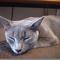 Thumbnail photo of Lady Jennifur Gray (Gray Gray) #4