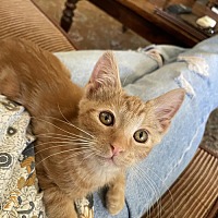 adopt a pet