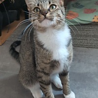 adopt-pet