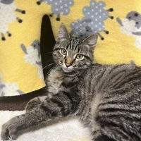 adopt-pet