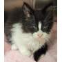 CK KIT 1 - Domestic Shorthair available for adoption