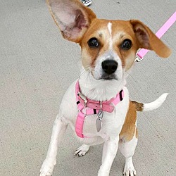 Columbus, OH - Beagle/Chihuahua. Meet Penelope a Pet for Adoption ...