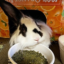 Photo of Joey