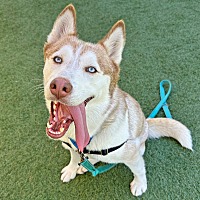 adopt a pet