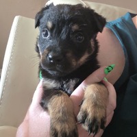 adopt-pet