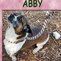 Thumbnail photo of ABBY (Low Fees/spayed) #2