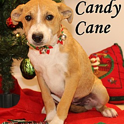 Thumbnail photo of Candy Cane~adopted! #1