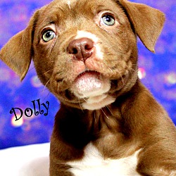 Thumbnail photo of Dolly~adopted! #1
