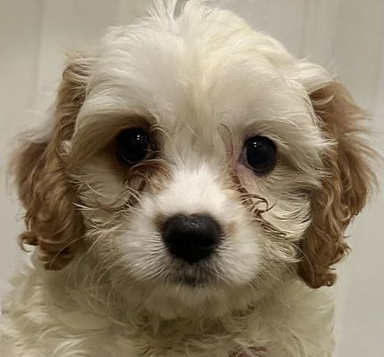 Yorkville, IL - Cavapoo. Meet ADOPTION PENDING Dunlop a Pet for ...