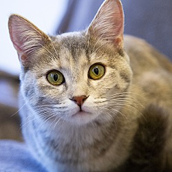 bonded pet photo