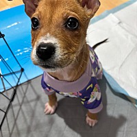 adopt a pet