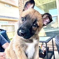 adopt a pet