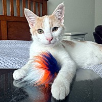 adopt-pet