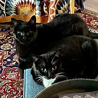 adopt-pet