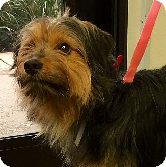 West Palm Beach Fl Tibetan Terrier Meet Scootie A Pet For