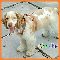 Thumbnail photo of Charlie #2