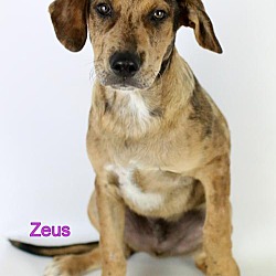 Photo of Zeus - Needs Foster