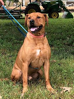 Available Pets | Companion Pet Rescue of Middle Tennessee