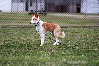 Adopt A Pet Petsmart Charities
