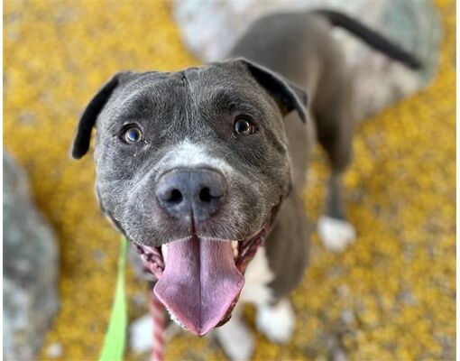 Tucson, AZ - American Pit Bull Terrier. Meet BULLET a Pet for Adoption ...