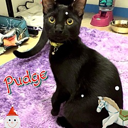 Photo of Pudge