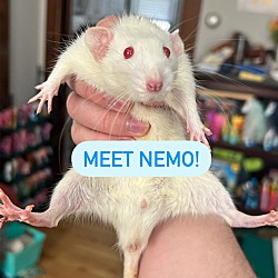 Photo of Nemo
