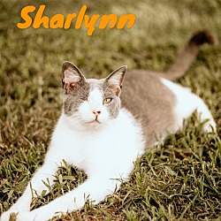 Photo of Sharlynn