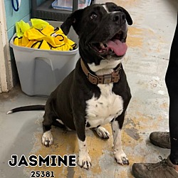 Thumbnail photo of Jasmine #2