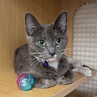 adopt a pet