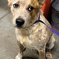 adopt a pet
