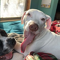 adopt a pet