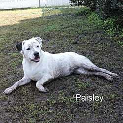 Thumbnail photo of Paisley #2