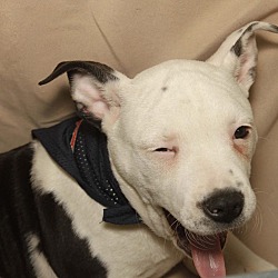 Thumbnail photo of Henry-Adopted! #4