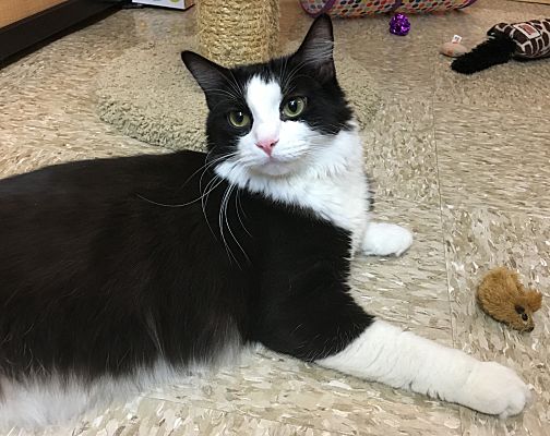 Houston Tx Maine Coon Meet Maddox Aka Oreo A Pet For Adoption