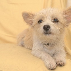 Cairn terrier sales chihuahua mix white