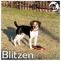 Thumbnail photo of Blitzen #1