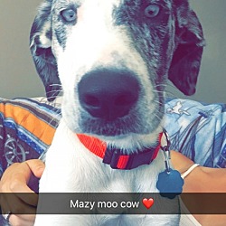 Photo of Mazy