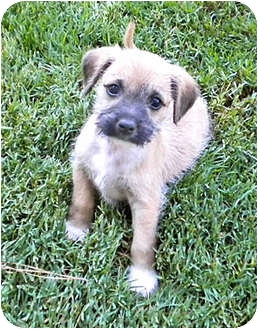 Carlsbad Ca Border Terrier Meet Abby A Pet For Adoption