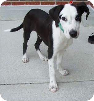 Virginia Beach Va Border Collie Meet Austin A Pet For Adoption