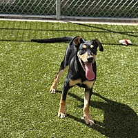 adopt a pet