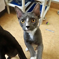 adopt a pet