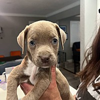 adopt a pet