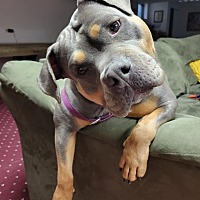 adopt a pet