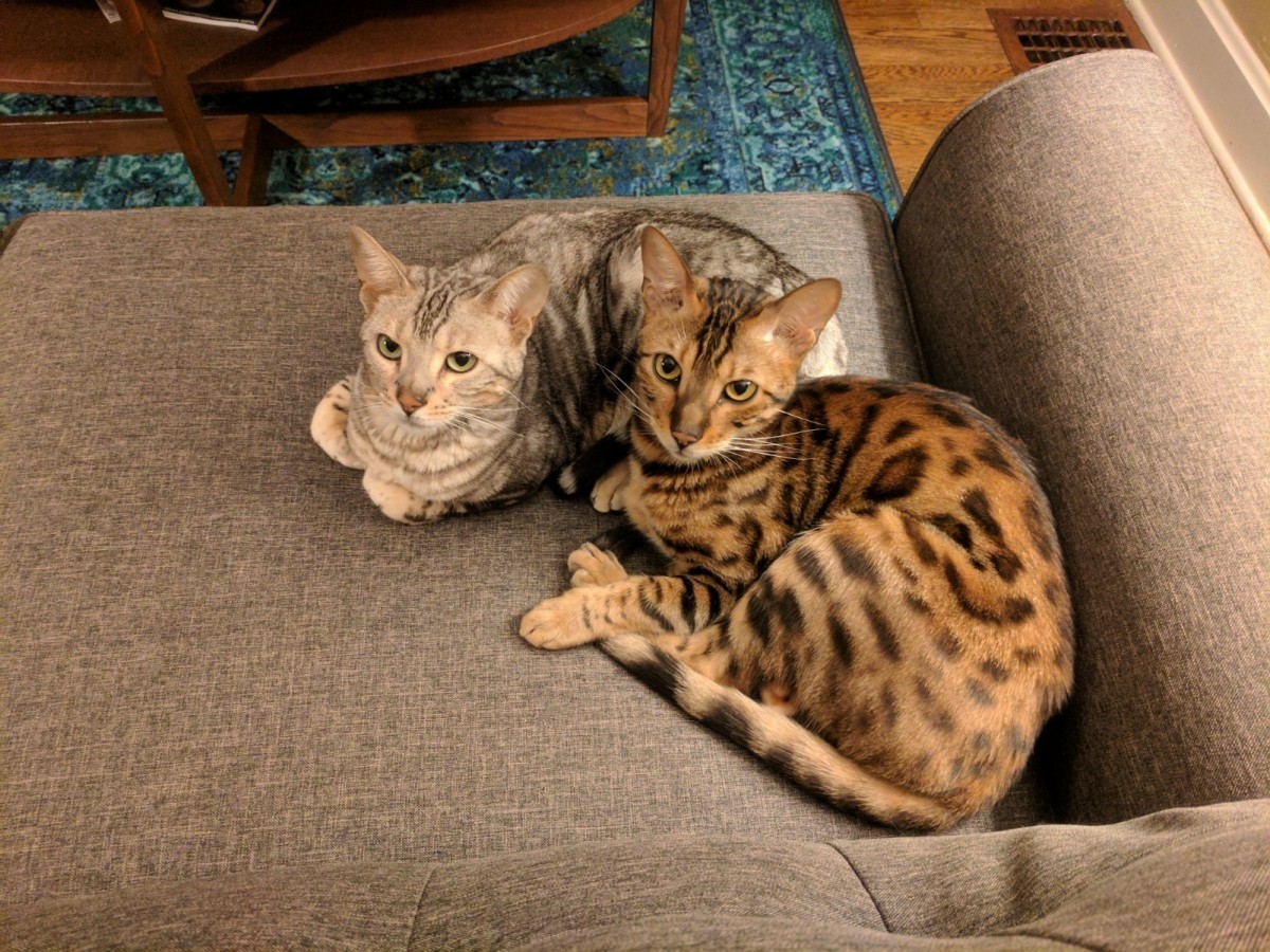 Kansas City Ks Bengal Meet Ralph And Sophie A Pet For Adoption
